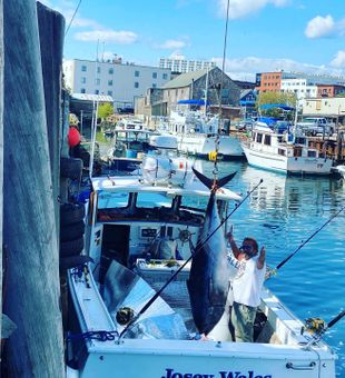 Maine Fishing Charters, Atlantic Bluefin Tuna